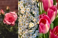 Floarea preferata dezvaluie un secret al personalitatii tale  Sursa foto Unsplash jpg