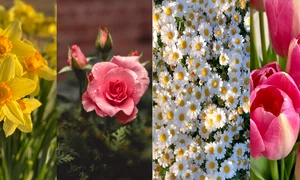 Floarea preferata dezvaluie un secret al personalitatii tale Sursa foto Unsplash jpg