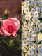 Floarea preferata dezvaluie un secret al personalitatii tale  Sursa foto Unsplash jpg