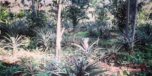 ananas_Mircea_Serediuc_Kenya