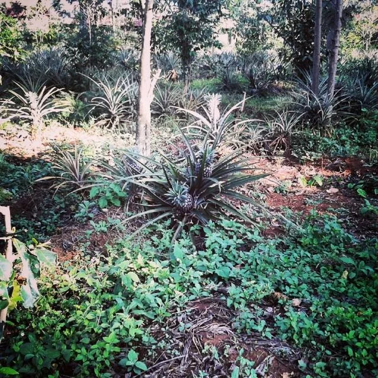 ananas_Mircea_Serediuc_Kenya