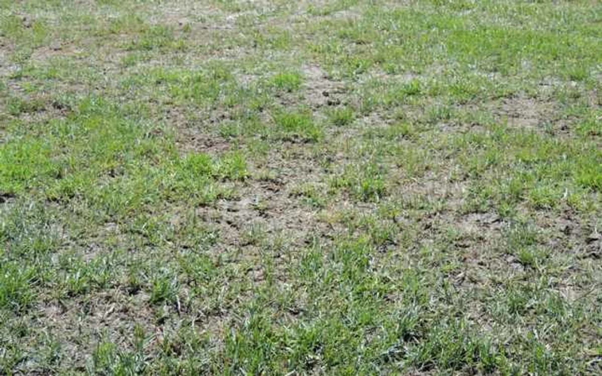 Aşa arată gazonul stadionului Petrolul