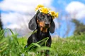 vreme primavara caine coronita flori shutterstock 1932783797 jpg