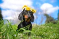 vreme primavara caine coronita flori shutterstock 1932783797 jpg