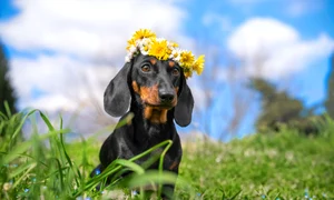 vreme primavara caine coronita flori shutterstock 1932783797 jpg