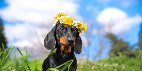 vreme primavara caine coronita flori shutterstock 1932783797 jpg