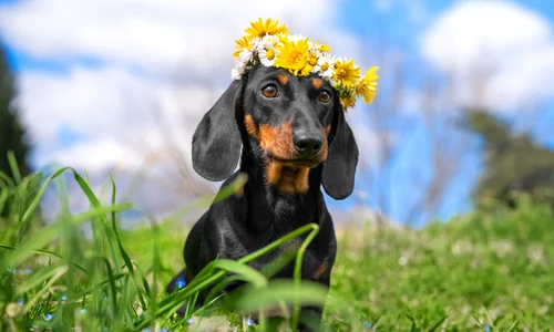 vreme primavara caine coronita flori shutterstock 1932783797 jpg