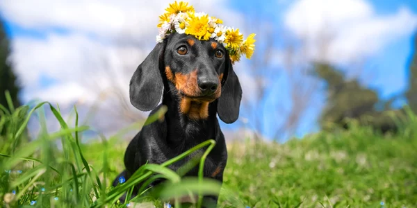vreme primavara caine coronita flori shutterstock 1932783797 jpg