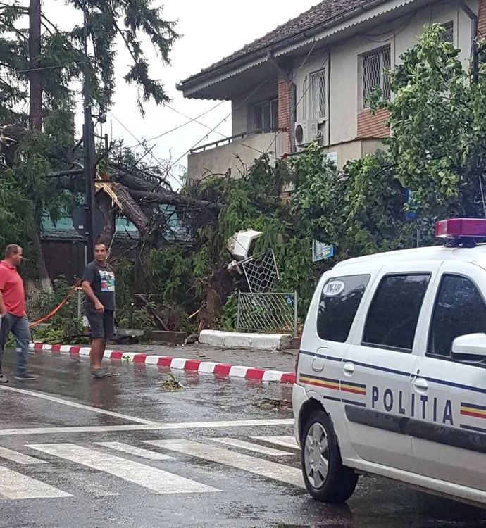 Bradul din faţa Poliţiei Panciu