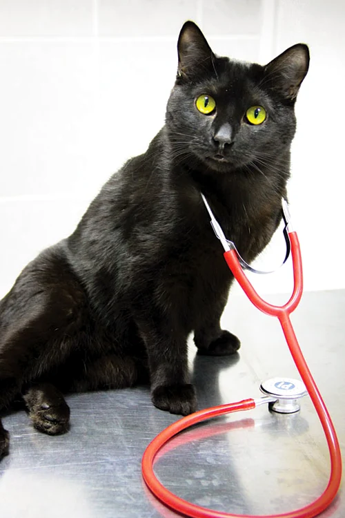 Ce bine-mi şade doctoriţă!