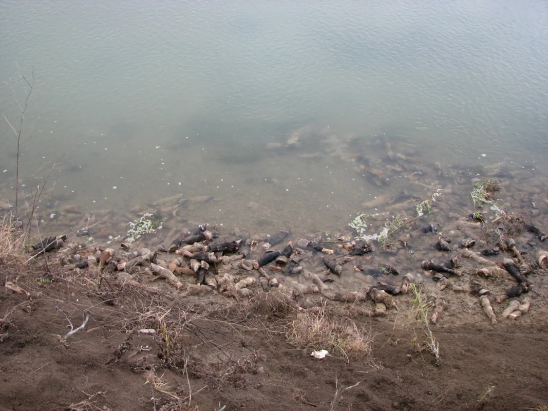 picioare de cal abandonate pe mnalul raului siret