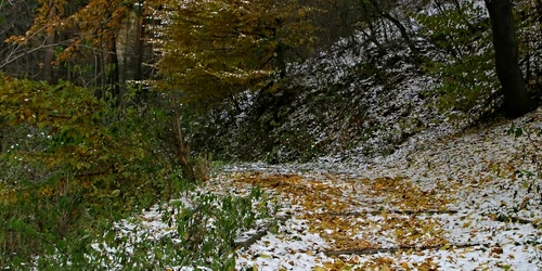 vreme rea/frig mfax