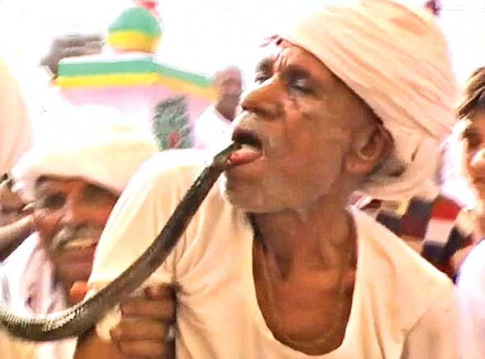 
    Indianul Ram Rakha, de 68 de ani, obligă şerpii să-l muşte de limbă  