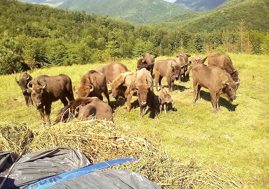 17 zimbri au fost aduşi în România, în luna mai, din mai  multe rezervaţii din Europa