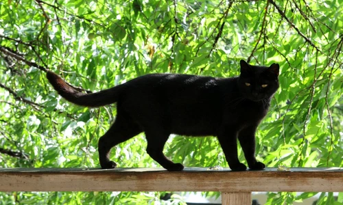 1 75504 original jpg jpeg