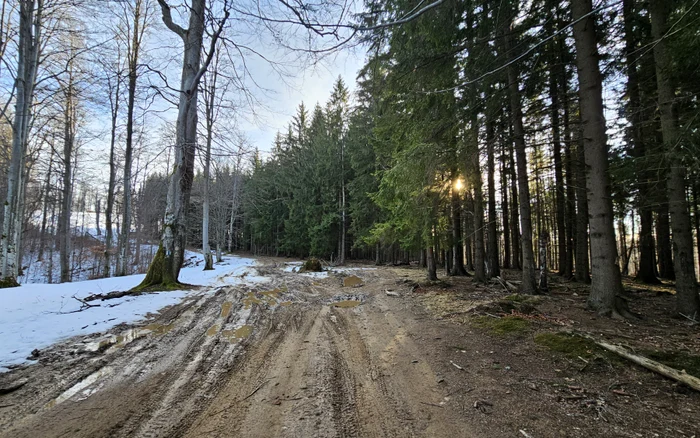 Drumul spre Poiana Omului. Via Transilvanica. Foto: Daniel Guță