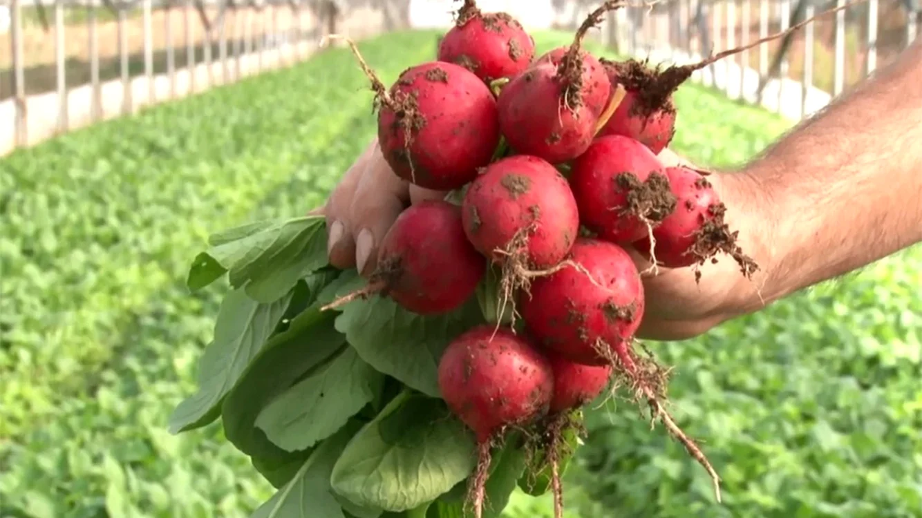 Ridichile, sursă de antioxidanţi şi fibre. Foto: adevarul.ro