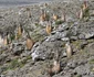 Arborii de sticlă sau trandafirii deşertului din Insula Socotra Yemen Foto Mohamed al-Sayaghi - Reuters