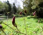 Parcul dendrologic Simeria Foto Daniel Guță ADEVĂRUL (38) JPG