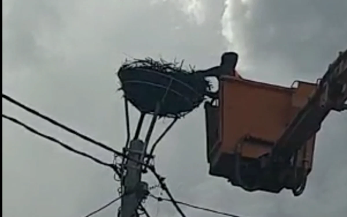 
    Mutarea cuibului de barză a durat câteva oreFoto: adevarul.ro  