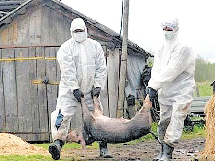 Virusul pestei  porcine s-a  răspândit  deja în  26 de judeţe