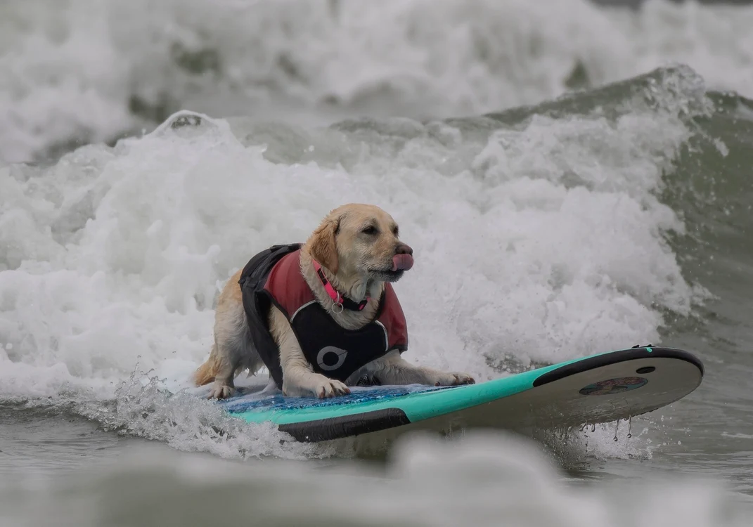 Labradorul Rippin’ Rosie  a luat premiul cel mare