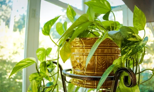 1 77909 original jpg jpeg