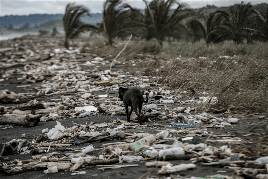 Marea insulă de gunoaie din Pacific a devenit atât de mare încât creează un nou ecosistem