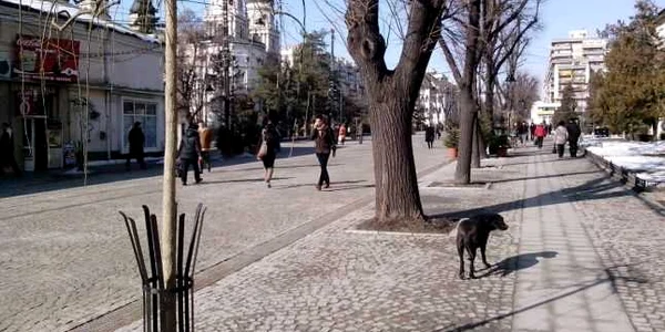 Salcam japonez