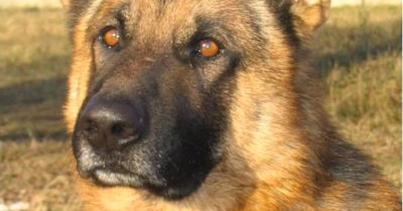 Câinele grănicerilor din Cuconeştii Noi vine în ajutorul poliţiştilor