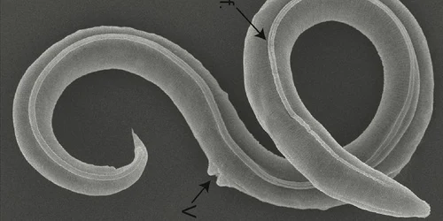 Pic Shatilovich et al , PLOS Genetics, 2023CC FOTO Sky News jpg