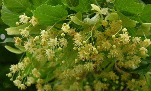 1 beneficiile ceaiului de tei jpg jpeg