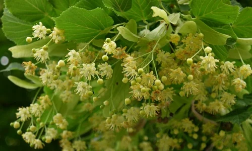 1 beneficiile ceaiului de tei jpg jpeg