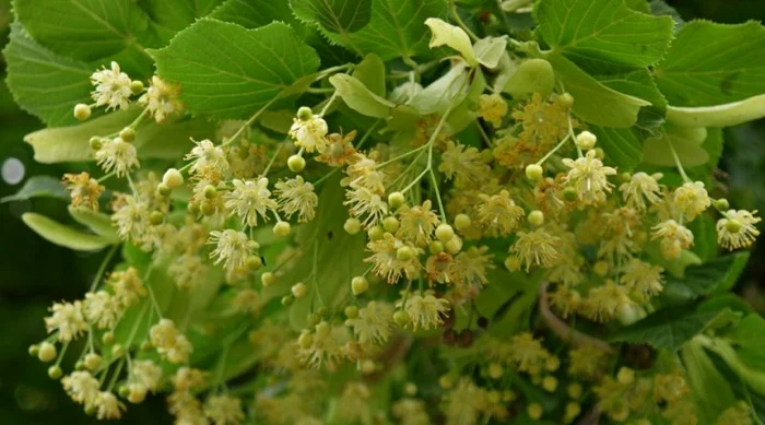 1 beneficiile ceaiului de tei jpg jpeg