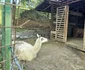 Zoo Hunedoara  Foto Daniel Guță Adevărul (4) jpg