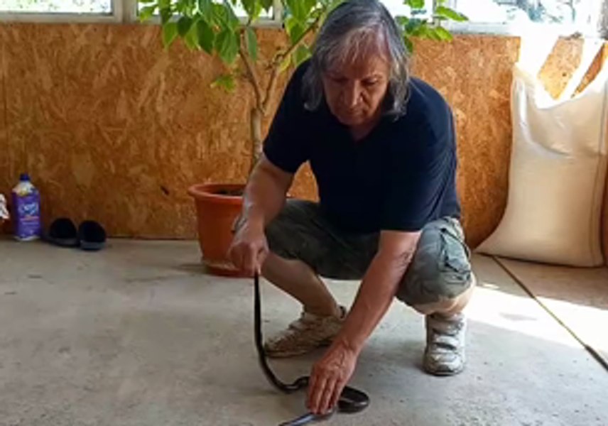 Îmblânzirea șerpilor, pasiunea de nevoie a lui Sfarmă-Piatră, românul care bate cuie cu palma şi rupe bolovanii în două VIDEO