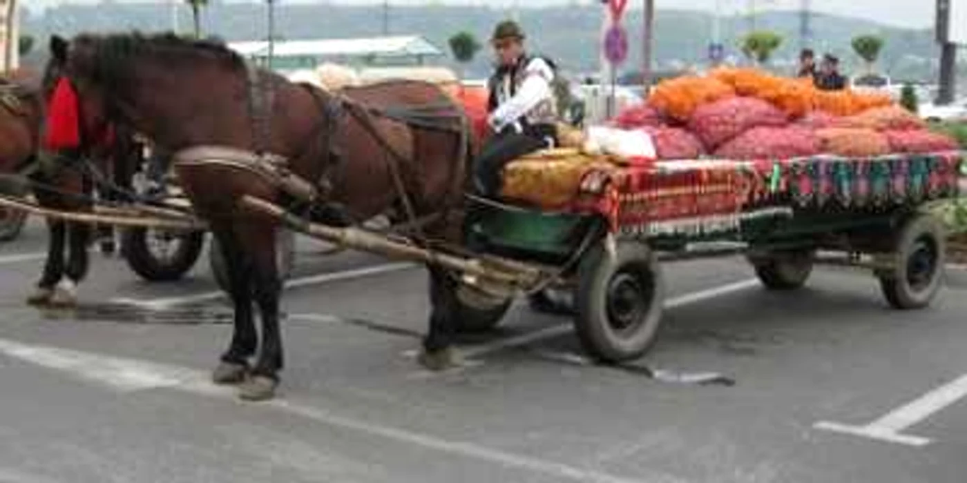 Cartofii agricultorilor suceveni au rămas în depozite