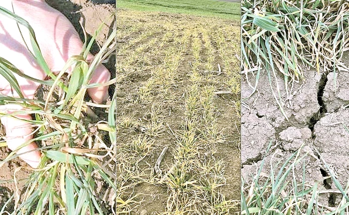 Aşa arată un lan de grâu afectat de faptul că n-a plouat în ultimele şase - şapte luni