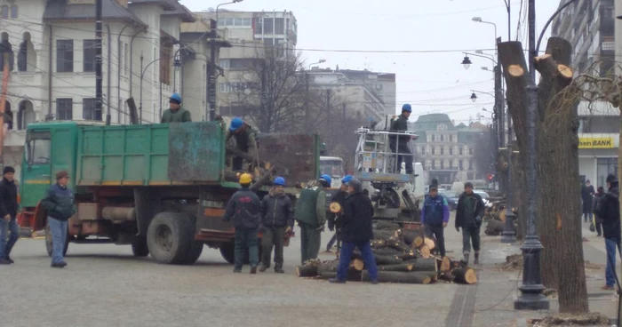 Muncitorii Primăriei Iaşi au tăiat toţi tei sănătoşi de pe bulevardul Ştefan cel Mare în februarie 2013