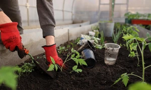 greenhouse 6226263 1280 jpg