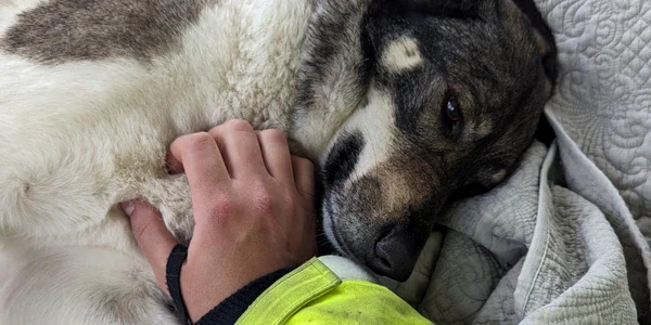 Jessie, eroina din New Polzeath. FOTO Wadebridge Community Fire Station