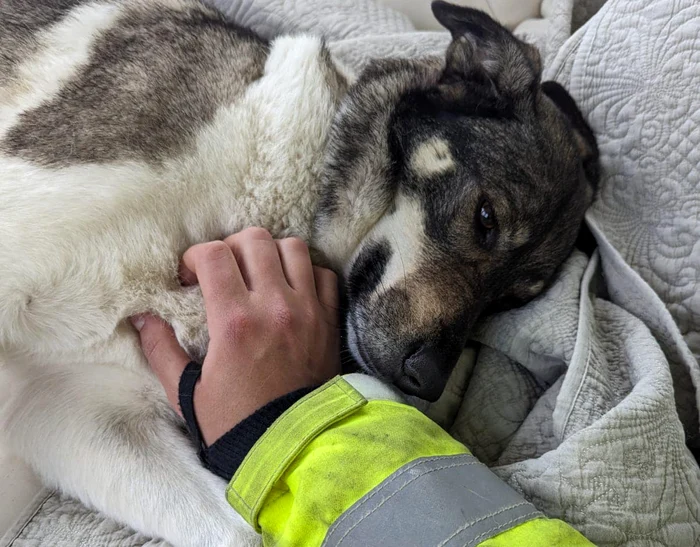Jessie, eroina din New Polzeath. FOTO Wadebridge Community Fire Station