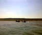 plutasii