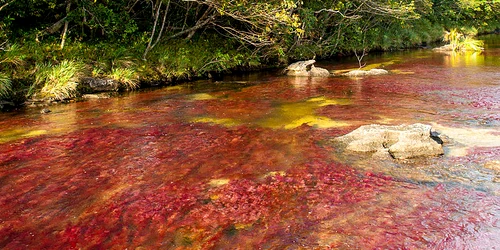 800px Caño Cristales 01 jpg