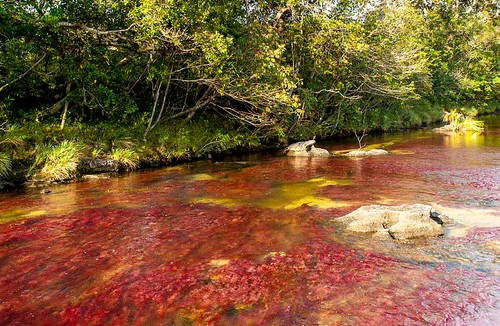 Cano Cristales din Columbia FOTO Mario Carvajal/wikipedia