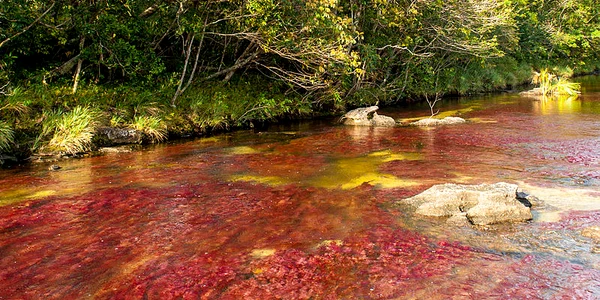 800px Caño Cristales 01 jpg