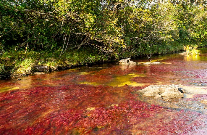 Cano Cristales din Columbia FOTO Mario Carvajal/wikipedia