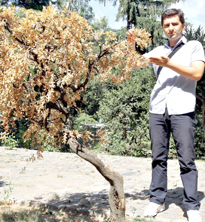 Arbustul din Parcul  Cişmigiu nu mai  poate fi recuperat