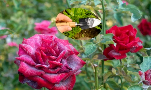 2 bicarbonat de sodiu trandafir jpg jpeg