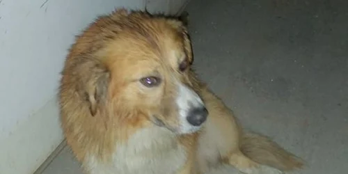 cainele salvat de pompieri la orsova